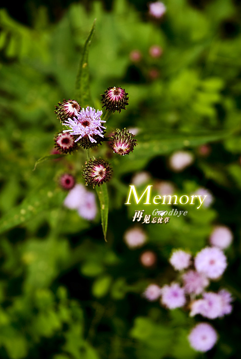 Memory̬