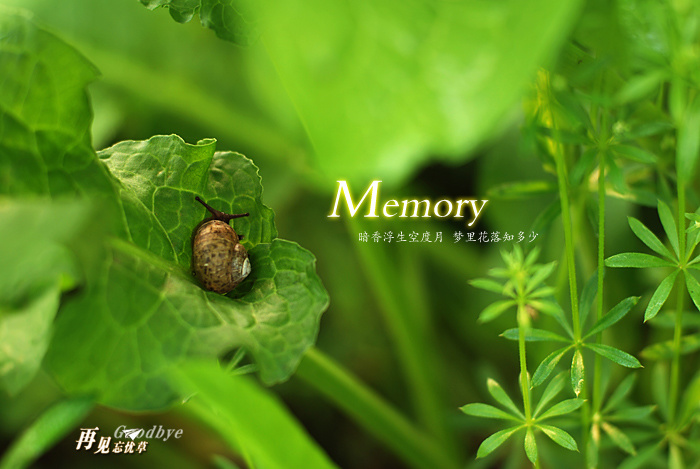 Memory̬