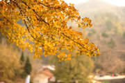 ֮Լ