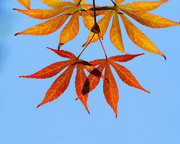 Ļ