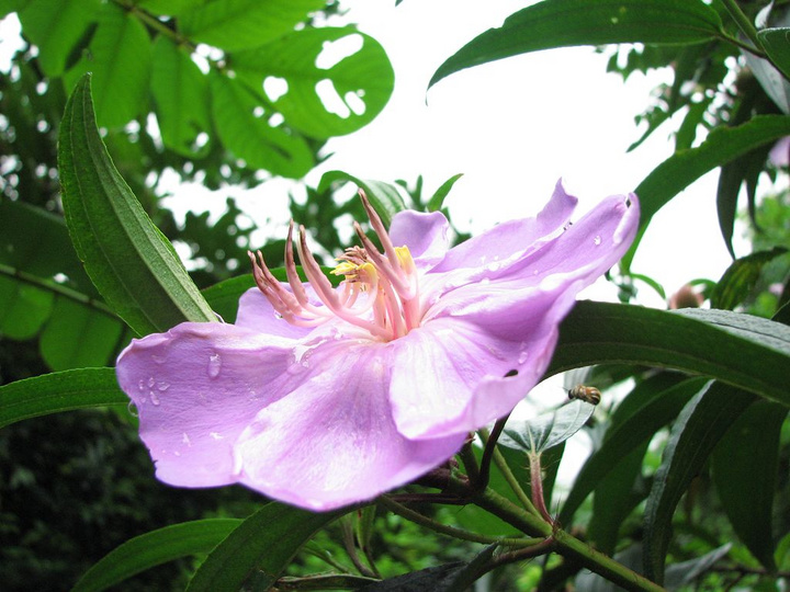 Ի