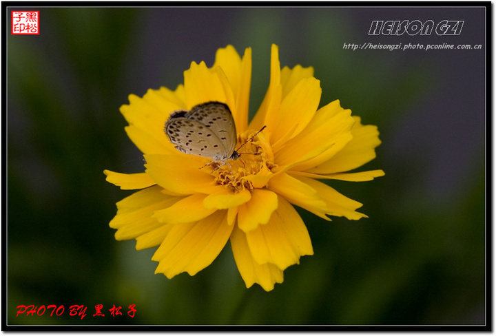 ɶҲ