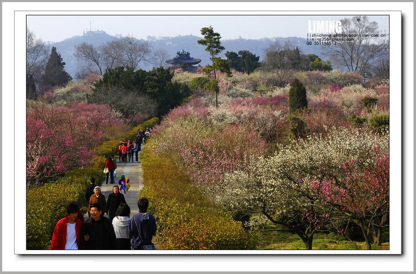 【春到梅花山摄影图片】南京梅花山生态摄影_黎明视野_太平洋电脑网