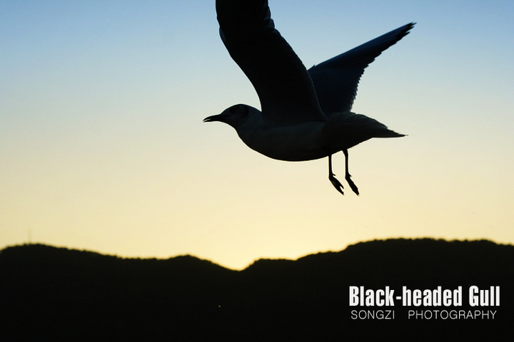 BLACK-HEADED GULL