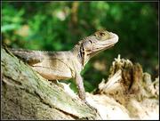 WaterDragon :- ˮ