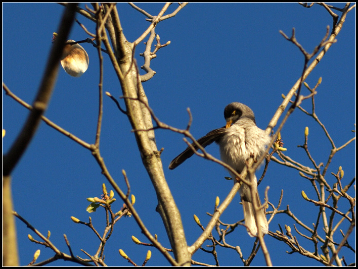 Noisy Bird - ޵ķ֮15