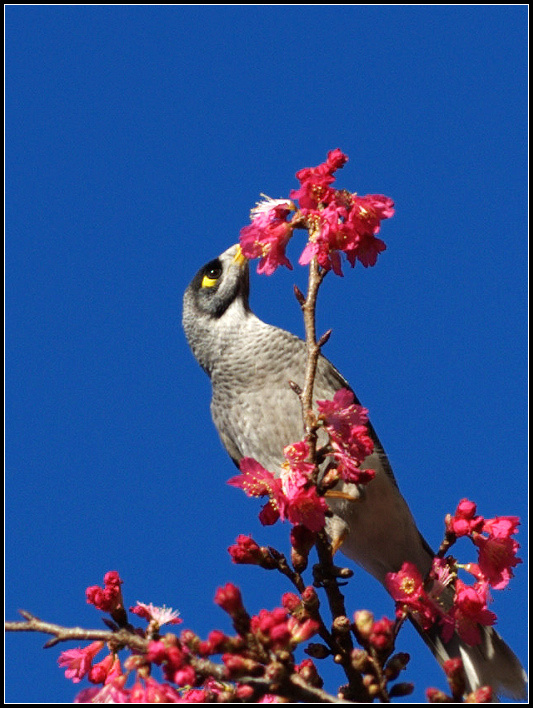 Noisy Bird - ޵ķ֮15