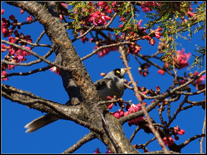 Noisy Bird - ޵ķ֮15