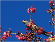 Noisy Bird - ޵ķ֮15