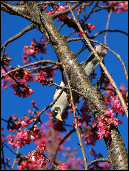 Noisy Bird - ޵ķ֮15