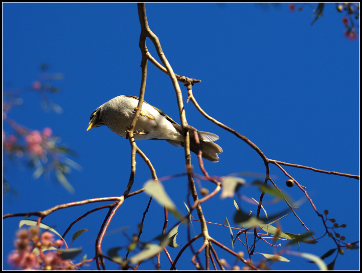 Noisy Bird - ޵ķ֮15