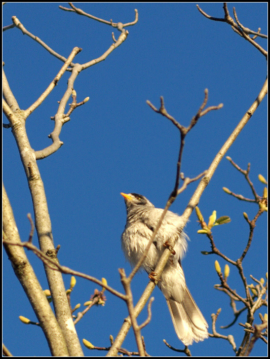 Noisy Bird - ޵ķ֮15