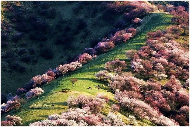 ɽҰӻ