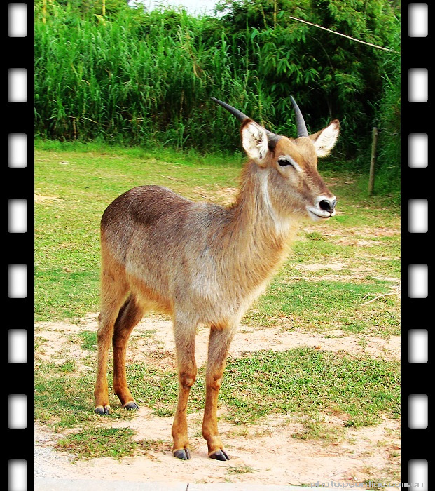 【四条腿动物01摄影图片】广州番禺香江野生动物世界生态摄影_太平洋电脑网摄影部落