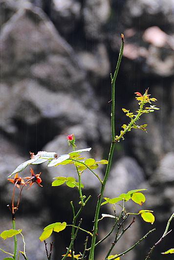 第一次拍雨景