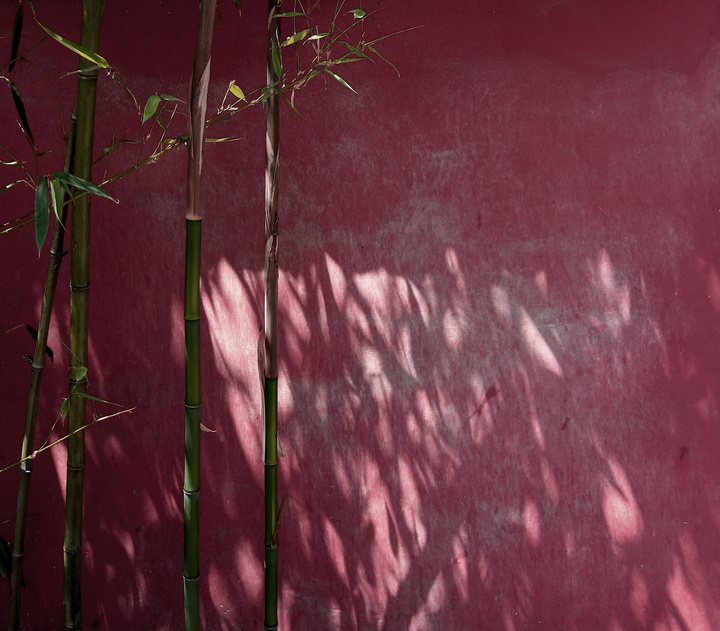 ƷζϽ