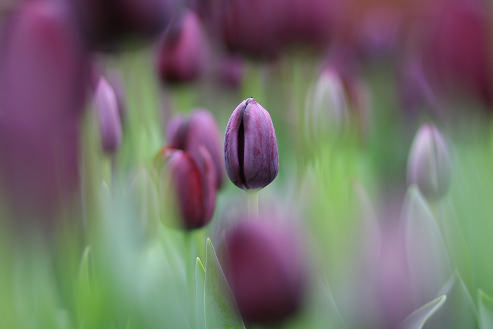 Charming Tulip