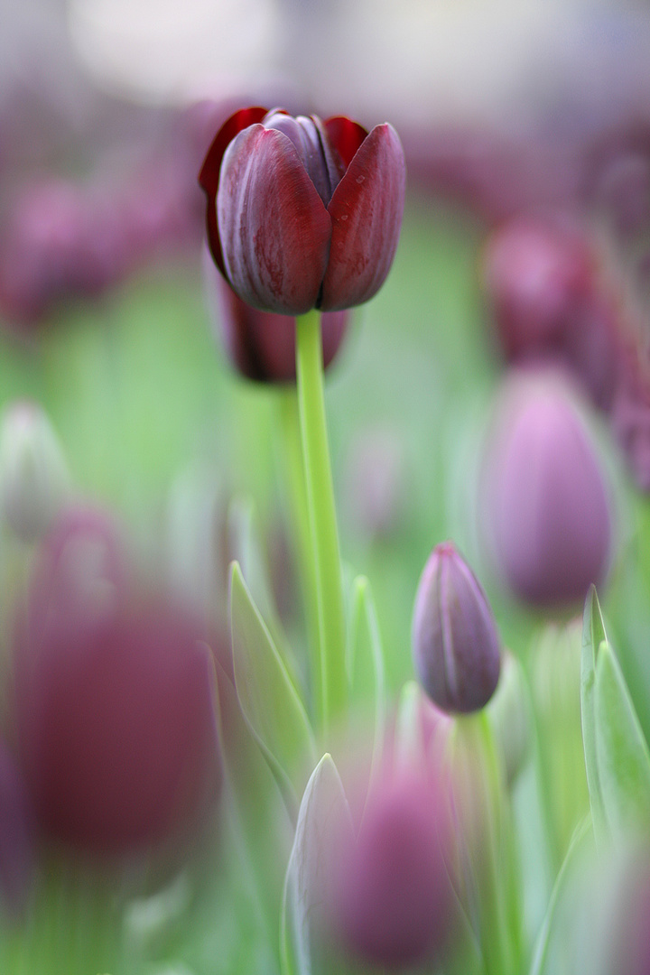 Charming Tulip