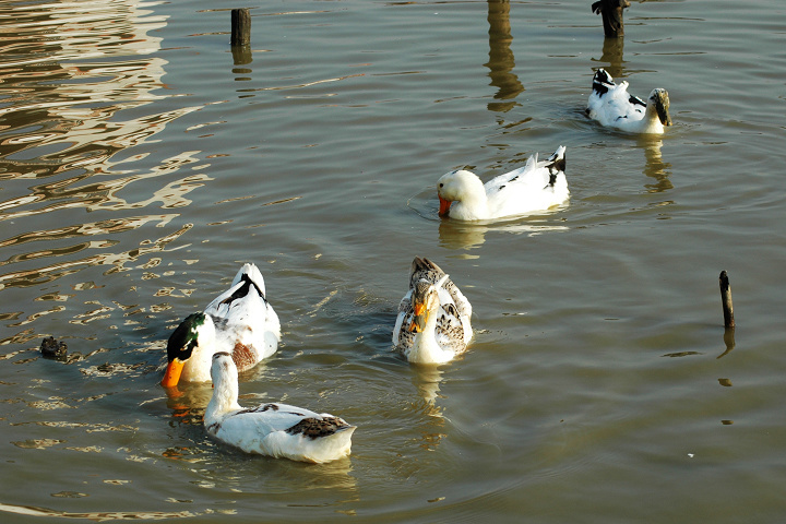 鸭子凫水图片