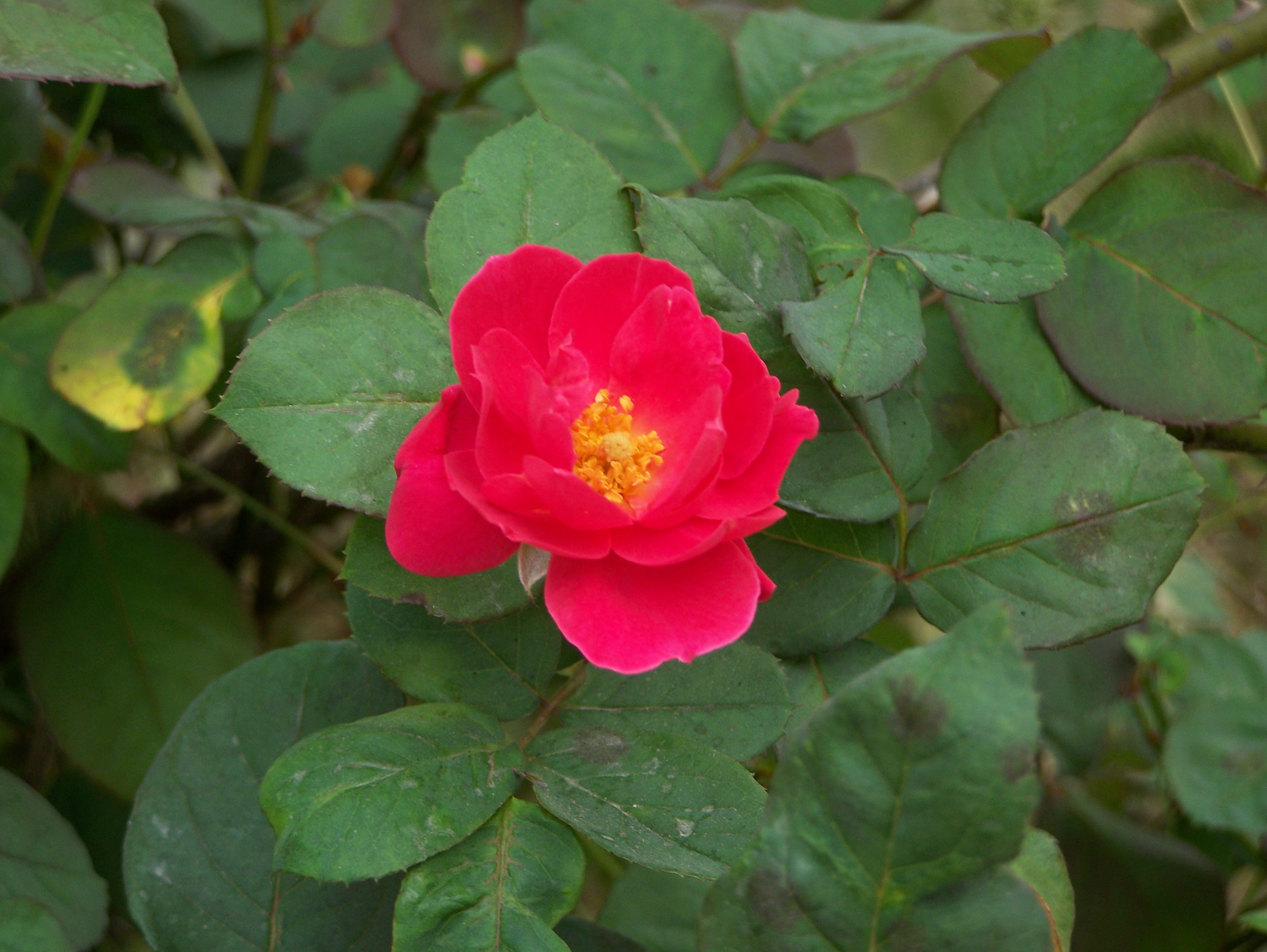 最美罕见红花绿叶图片图片