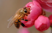 梅花·蜜蜂