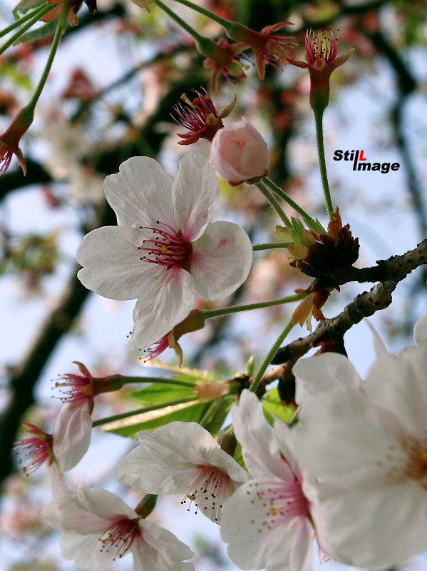 SAKURA AGAIN