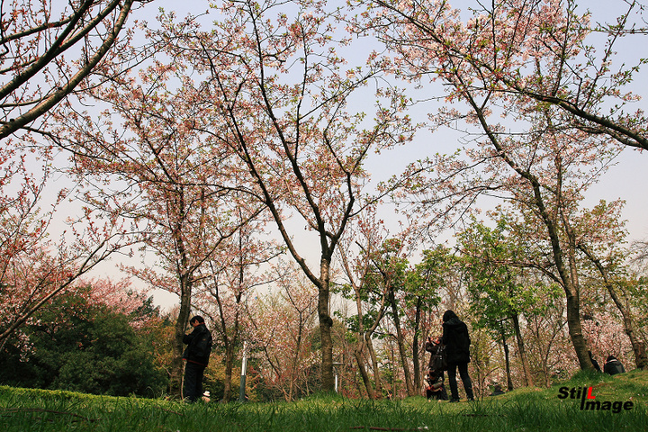 SAKURA AGAIN