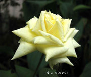 生命中的黄玫瑰