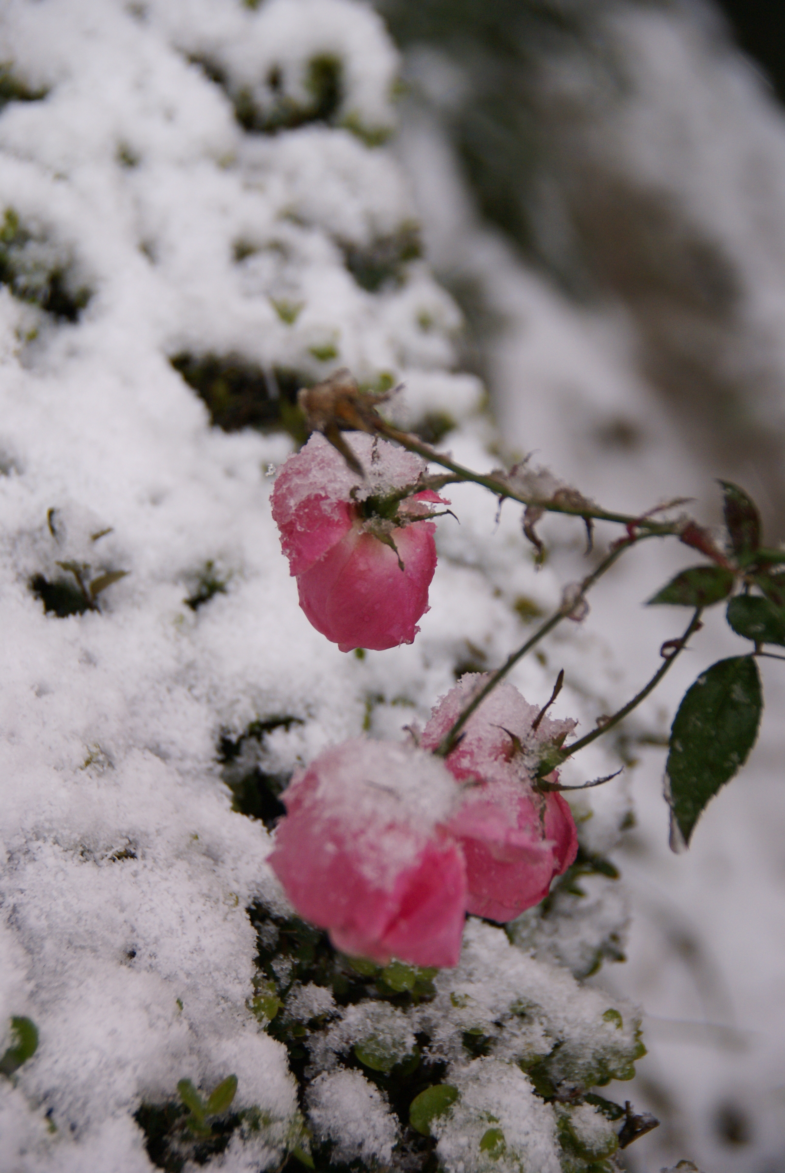 傲雪的不只是梅花!