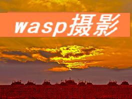 wasp