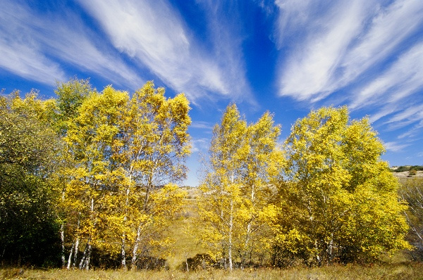 2007Сʽ