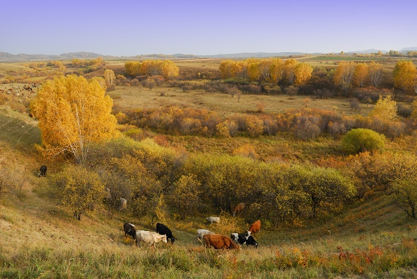 2007Сʽ