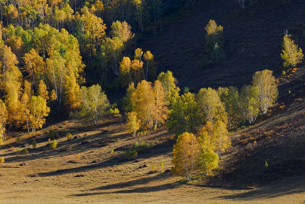 2007Сʽ