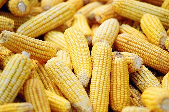 յļڣ2006 ǣ