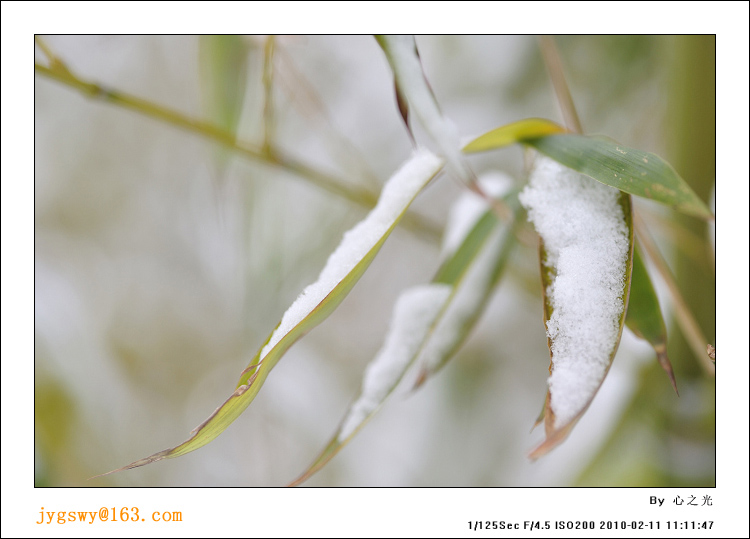 雪竹