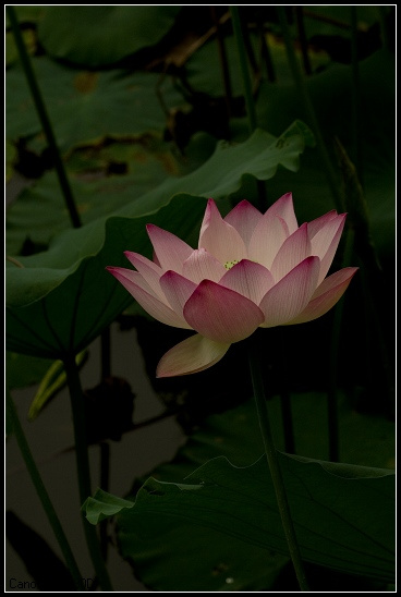 ֵĺʱ