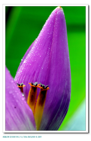 紫苞芭蕉