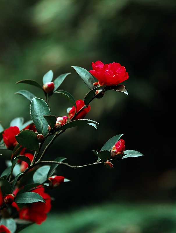 山茶花姿态描写图片