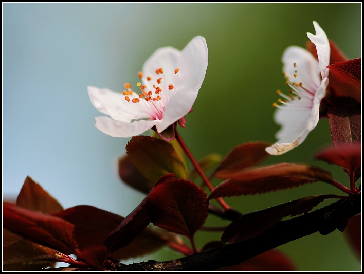 樱桃花