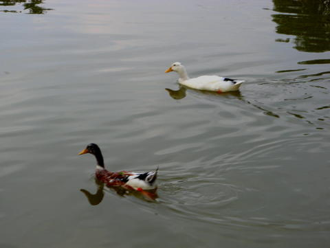 ľ1