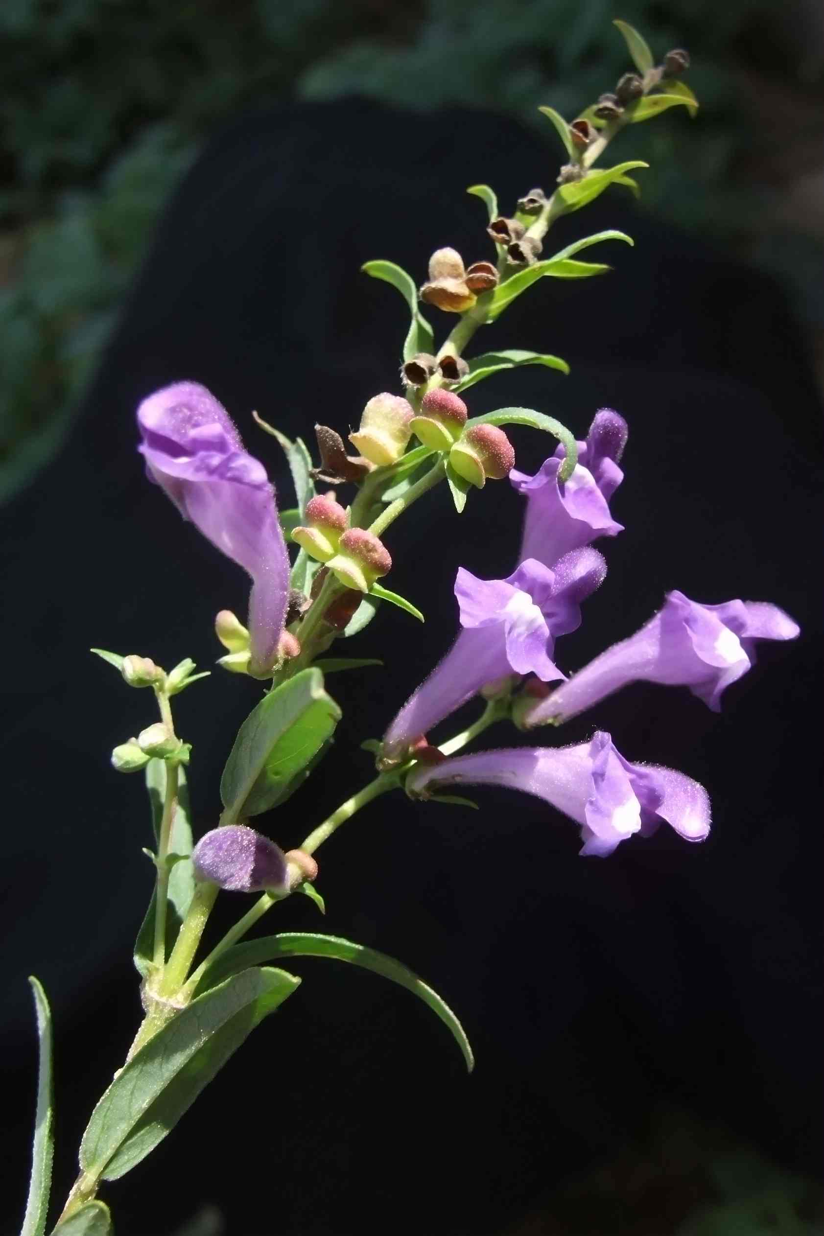 五台山野生花卉之廿三(黄芩)