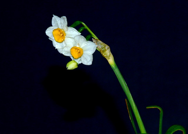 һˮɻ