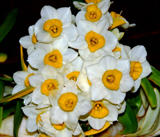 һˮɻ