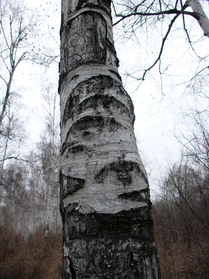 ֻ۾
