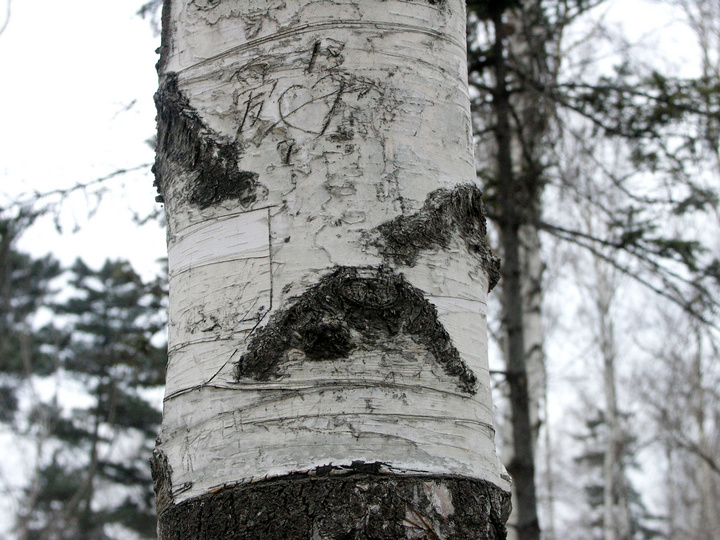 ֻ۾