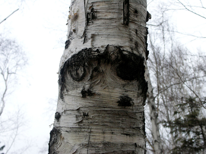 ֻ۾