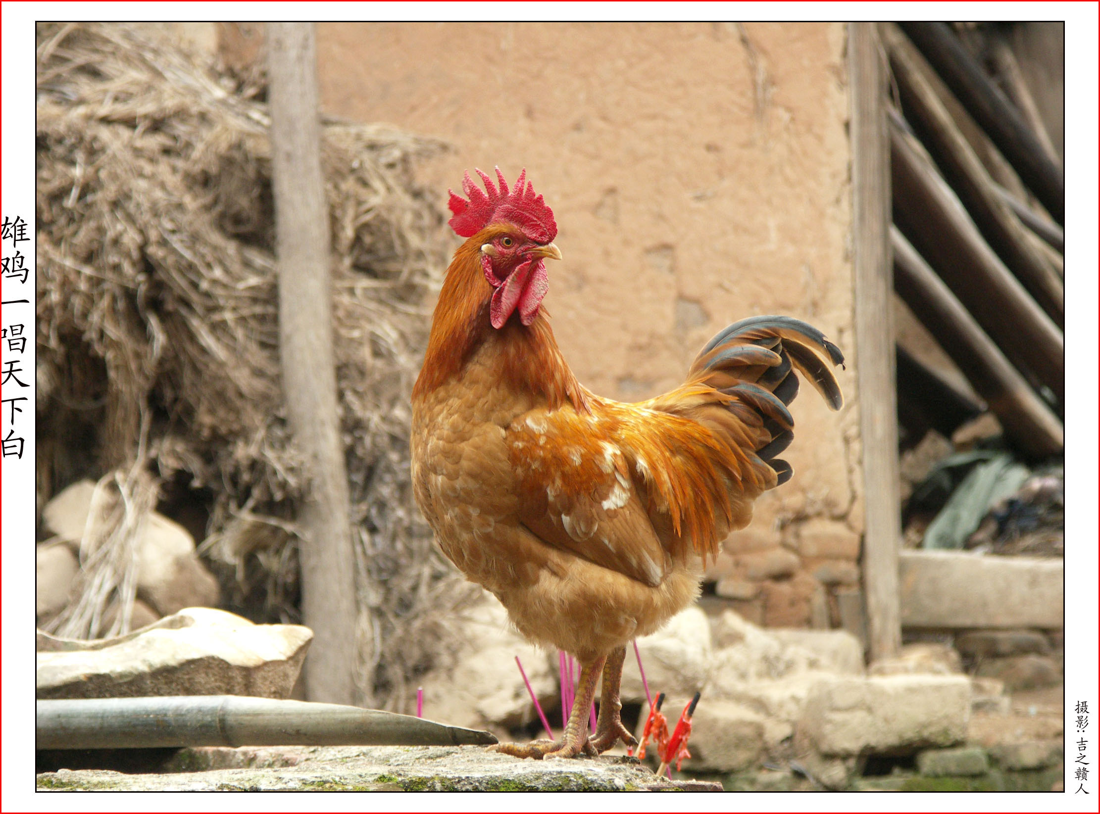 瓜德罗普岛，公鸡在草地上觅食照片摄影图片_ID:352557066-Veer图库