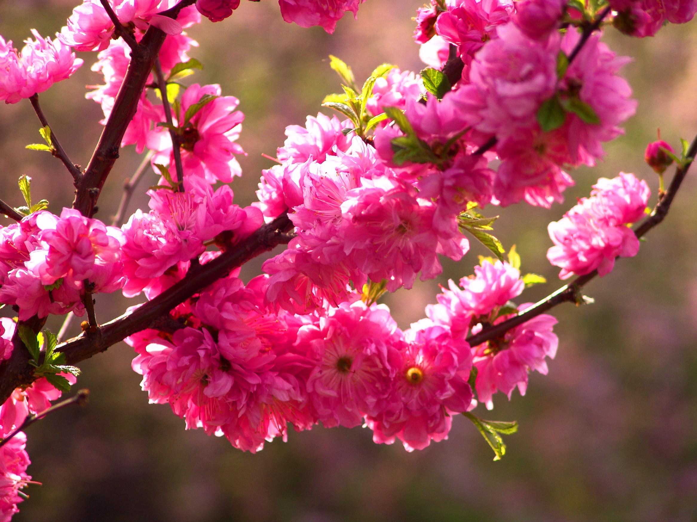 春天花朵图片真实唯美图片