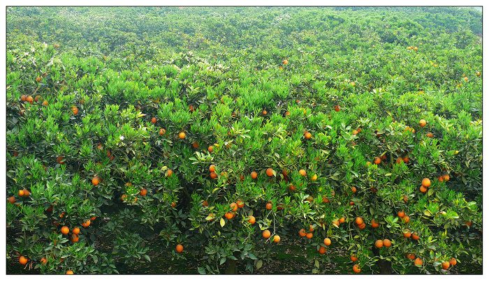 【中国脐橙之乡---三溪摄影图片】金堂三溪生态