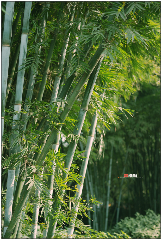 优秀竹子摄影作品图片